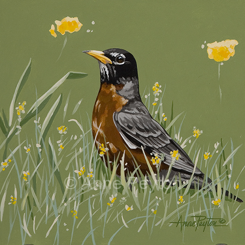 American Robin